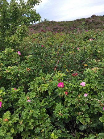 Friedhof der Heimatlosen