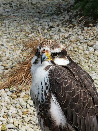Harzfalkenhof Bad Sachsa