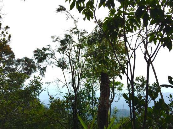 Mount Belumut
