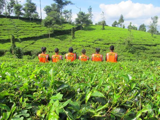 Tanjung Sari Tea Garden