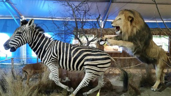 Wildlife Usedom