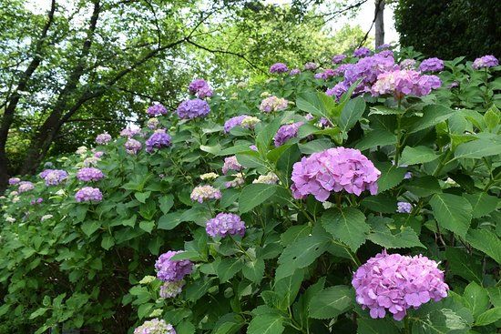 Tamagawadai Park
