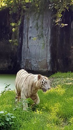 Nagaland Zoological Park