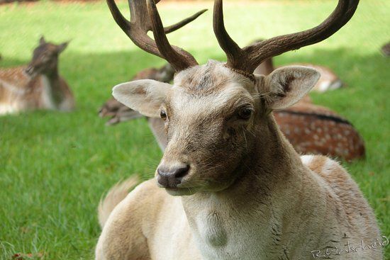 Wildpark