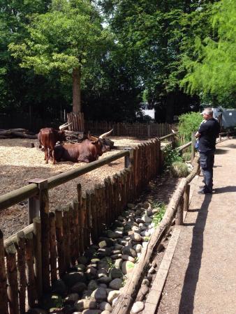 Zoo Landau