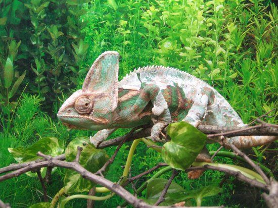 Grădina Zoologică