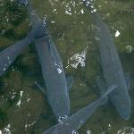 Buschenschank Winzerei Eibel