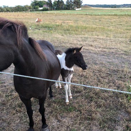 Hotel Hojgaarden Restaurant