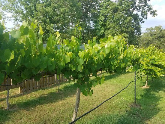 Fish Tales Winery & Vineyards