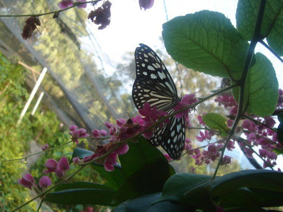 Samui Butterfly Garden