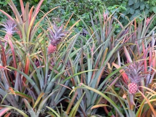 Jean Michele Cousteau's Ambassadors of the Environment