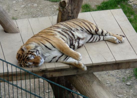 Animal Park Bouillon