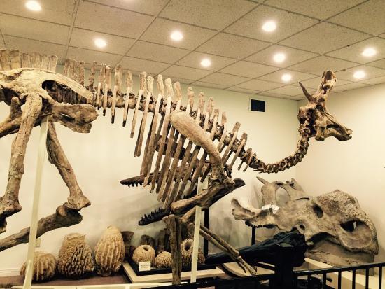 Stones 'N Bones Museum