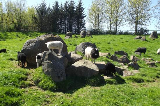 Reykjavik ZOO