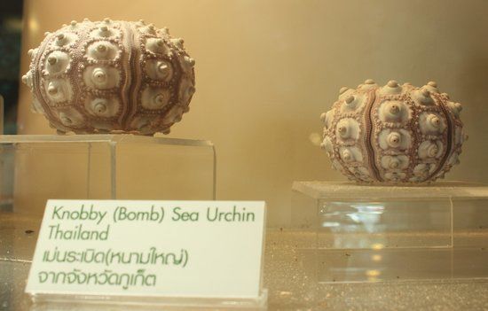 Bangkok Seashell Museum