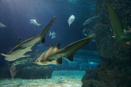 Changfeng Ocean World