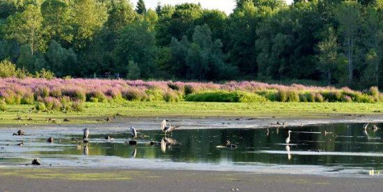 Lynde Shores Conservation Area