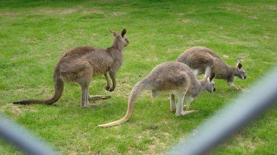 Le Parc Australien