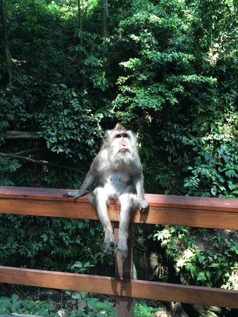 Plangon Monkey Forest and Tombs