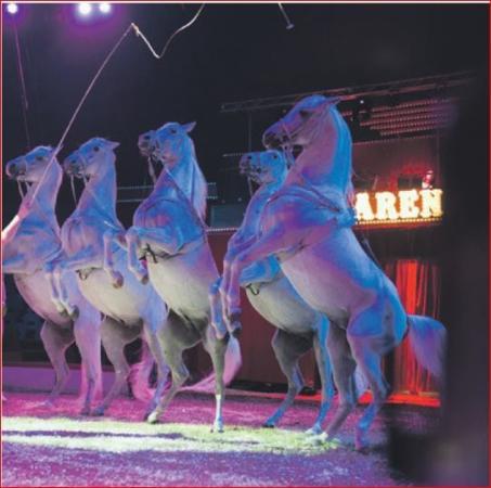 Arena Cirkusland
