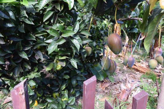 Jardín de Frutas Tropicales