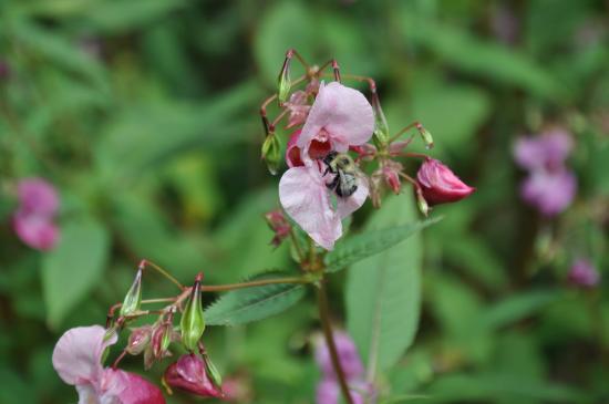 Fielding Bird Sanctuary