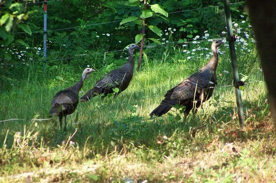 Bent Creek Experimental Forest
