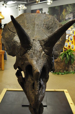 The Children's Museum of the Upstate