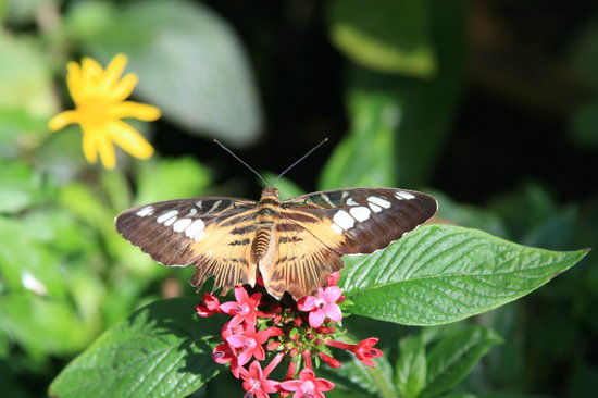 Florida Museum of Natural History