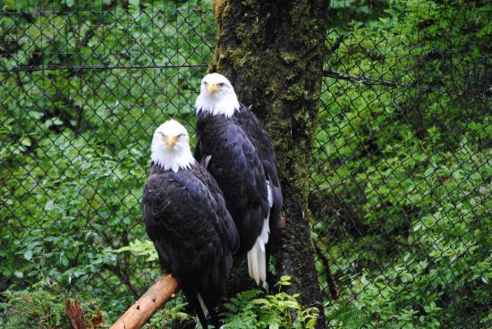 Alaska Raptor Center
