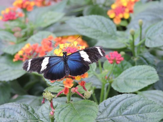 The Original Mackinac Island Butterfly House and Insect World