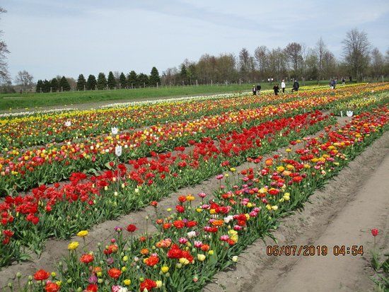 Veldheer Tulip Gardens