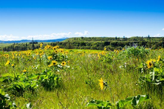 Tom McCall Nature Preserve