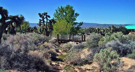 Prime Desert Woodland Preserve