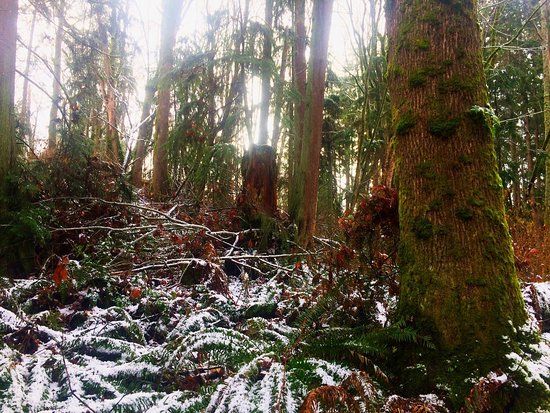 Tails and Trails Dog Park