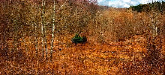 Morgan-Monroe State Forest