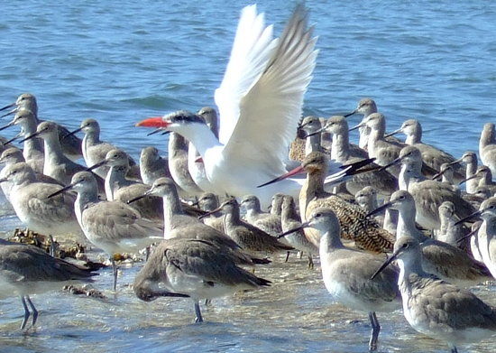 Clam Bayou Nature Park