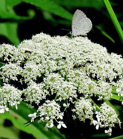 Blackwell Forest Preserve