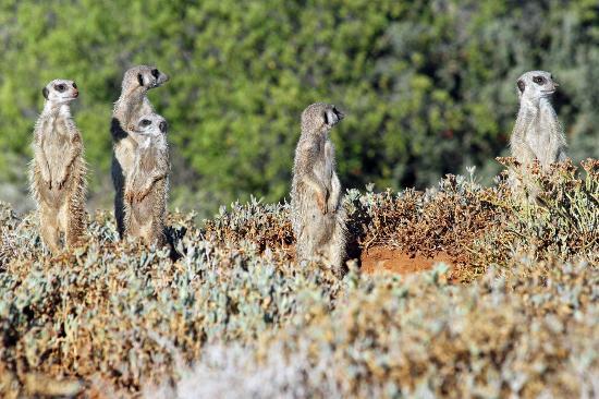Meerkat Magic