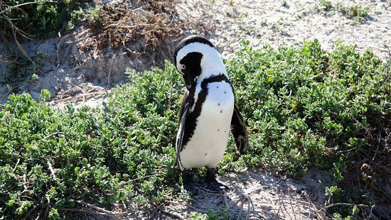 Sanccob Western Cape
