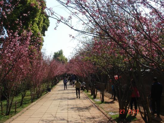 Dierentuin van Kunming