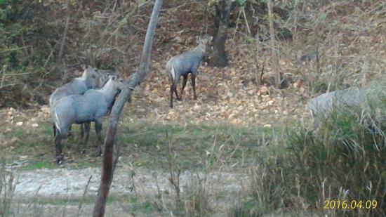 Kumbhalgarh Wildlife Sanctuary