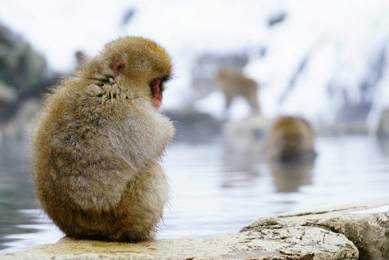 Jigokudani Monkey Park