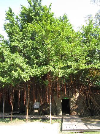Anping Tree House