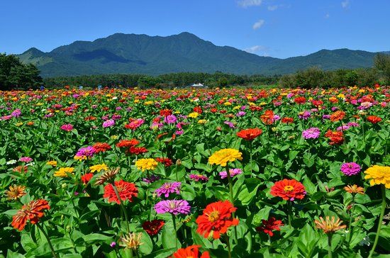 Yamanakako Hananomiyako Park