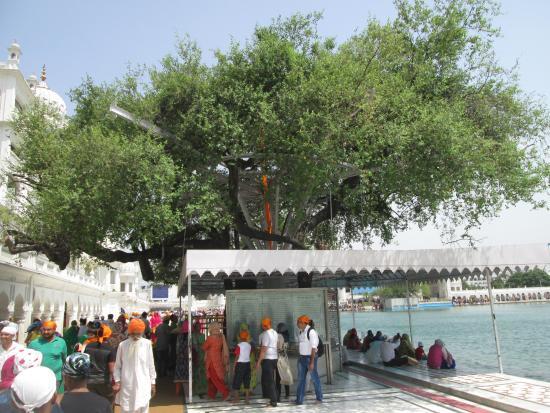 Dukh Bhanjani Ber Tree