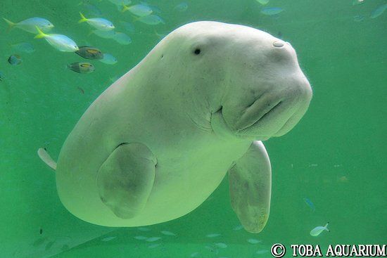 Toba Aquarium