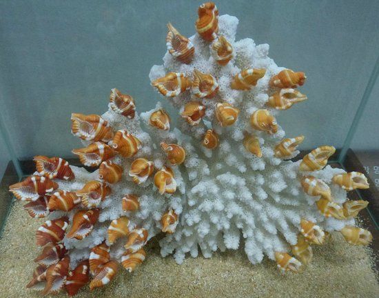 World Seashell Museum