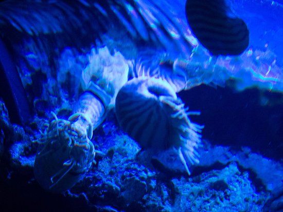 Surugawan Deep Sea Fish Museum