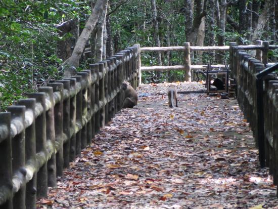 Ngao Mangrove Forest Research Centre